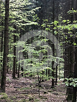 in the green forest of odes