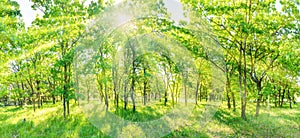 Green forest panorama