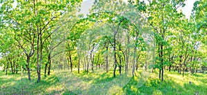 Green forest panorama