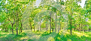 Green forest panorama