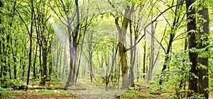 Green forest panorama