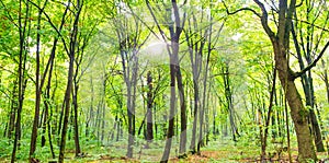 Green forest panorama