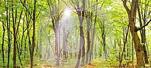 Green forest panorama