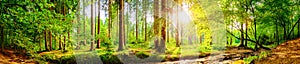 Green forest panorama