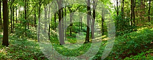 Green forest panorama photo