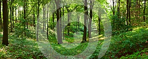 Green forest panorama