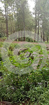 Green Forest Panorama at morning in dense green forest