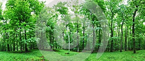 Green forest panorama at rain