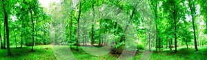 Green forest panorama at rain