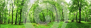 Green forest panorama at rain