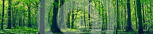 Green forest panorama scenery