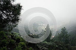 Green forest panorama with small town covered by dense fog