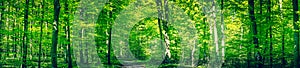 Green forest panorama in the spring