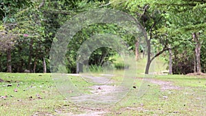 Green forest/park covered with trees and grass