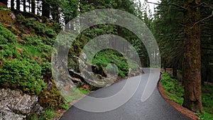 Green forest path on Mount Floyen, near the troll forest, Bergen, Norway