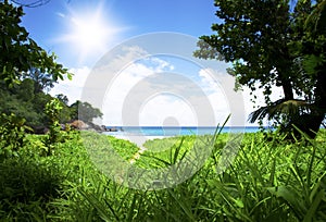 Green forest with path to white beach. Seyshelles