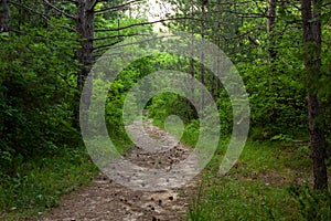 Green forest with pathway