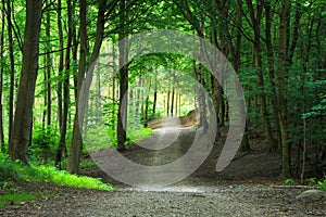 Green forest pathway can be used for travel nature landscape exp