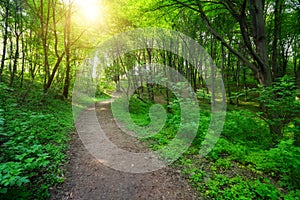 Green forest with pathway and sun light