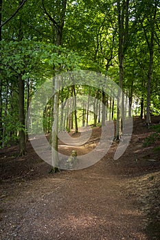 Green forest in the Peak District Nature Reserve