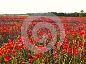 Green forest and poppies at sunset so colorful