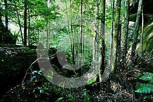 Green Forest and River