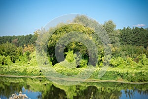 Green Forest and River