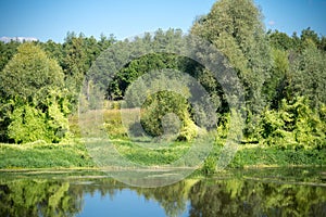 Green Forest and River