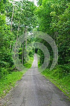 Green forest and road