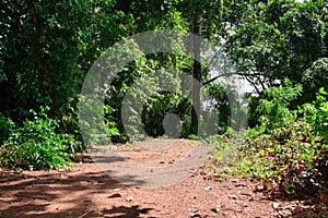 Green forest with road in sunny day