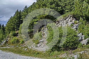 Green forest on rocky hill and road near by hija or rest-house Aleko in Vitosha mountain photo