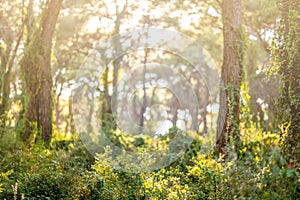 Verde foresta scenario il sole la luce. natura 