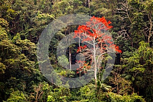 Green forest with single red flowers tree