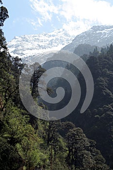 Green Forest, Snowy Mountain