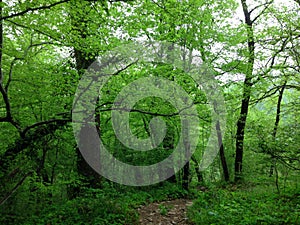 Green forest in Sochi photo