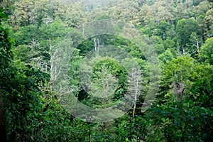 Green forest with some naked trees. Environment