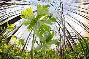 Green forest in spring