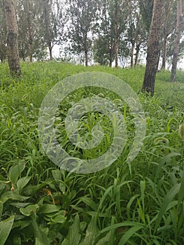 Green forest spring