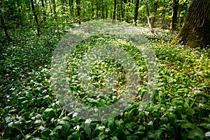 Green forest in spring, ground is covered with wild garlic ramson