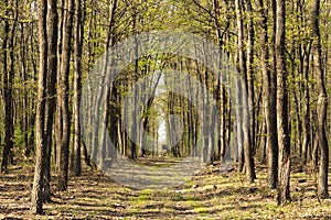 Green forest in spring time