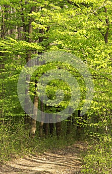 Green forest in spring time