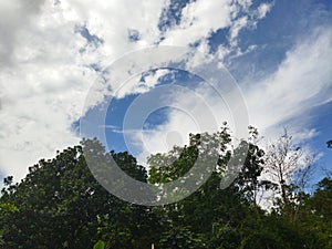 Green forest spring view from below into the clouds