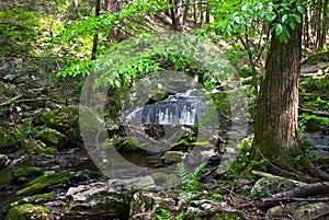 Green Forest and Stream