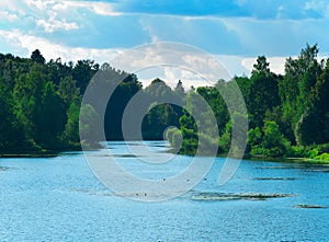 Green forest at summer river background