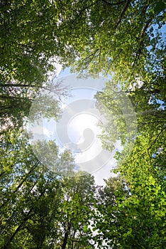 Green forest. Sun light through treetops.