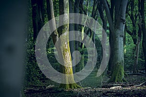 Green forest with sunlight on a tree trunk in Dutch woods