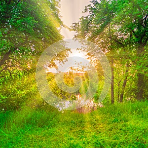 Green forest at sunset with sun beams