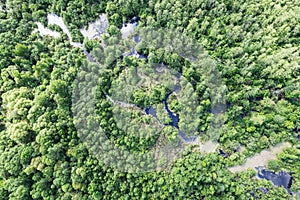 Green forest swamp landscape. swampy land and wetland, marsh. aerial photo