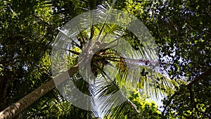 Green forest tall coconut tree