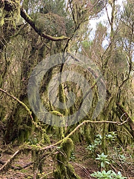 Green forest in Tenerife. Monteverde en Tenerife photo